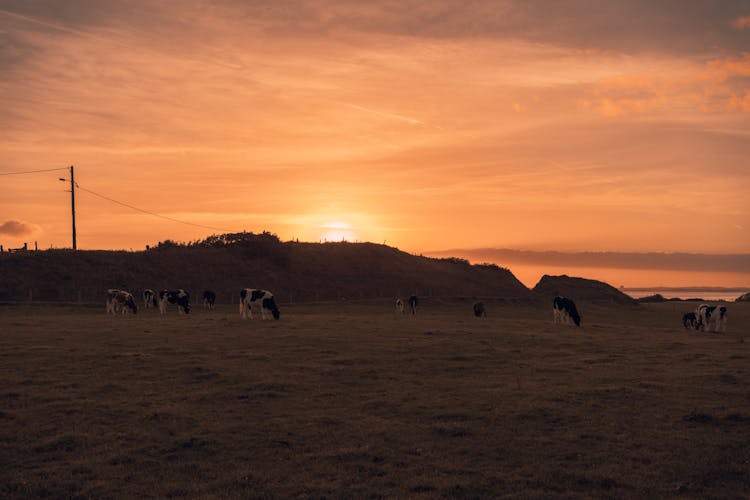 Grazing Cows At Sunset 