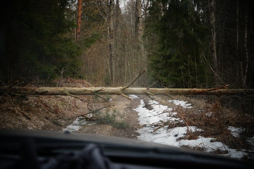 Ingyenes stockfotó erdő, fahasáb, fák témában