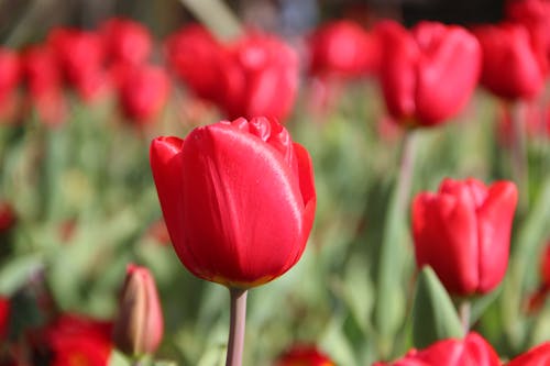 Free Close-up Photo of Tulip Flower  Stock Photo