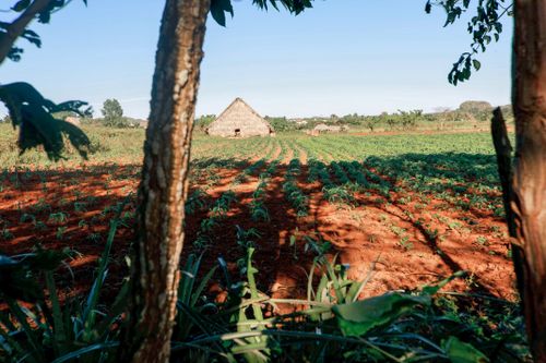Free A serene rural landscape featuring crop rows and a rustic thatched barn under a clear sky. Stock Photo