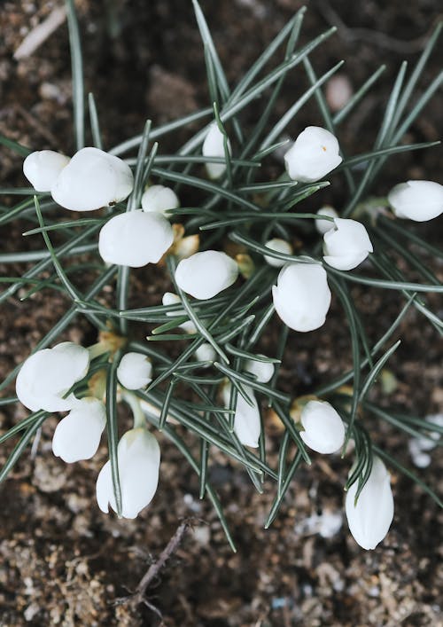 White Flowers With Green Leaves in Close-up Shot