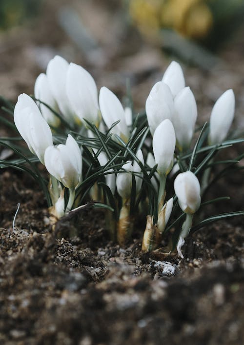 Free White Crocus Flowers Sprouting from the Ground Stock Photo