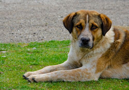 Free A calm dog lying on green grass, showcasing its cute and relaxed demeanor. Stock Photo