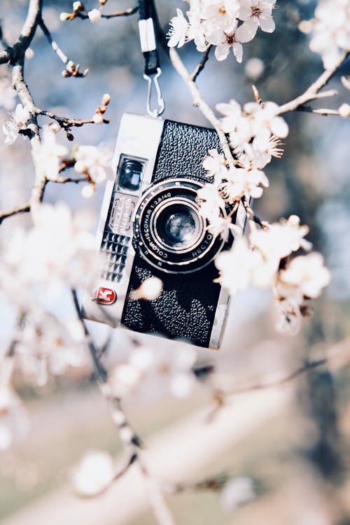 Foto profissional grátis de câmera antiga, cerejeira, flores