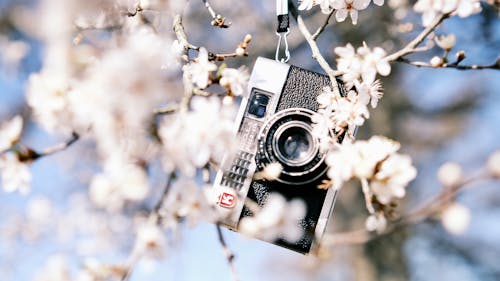 Ücretsiz analog, bağbozumu, Beyaz çiçekler içeren Ücretsiz stok fotoğraf Stok Fotoğraflar