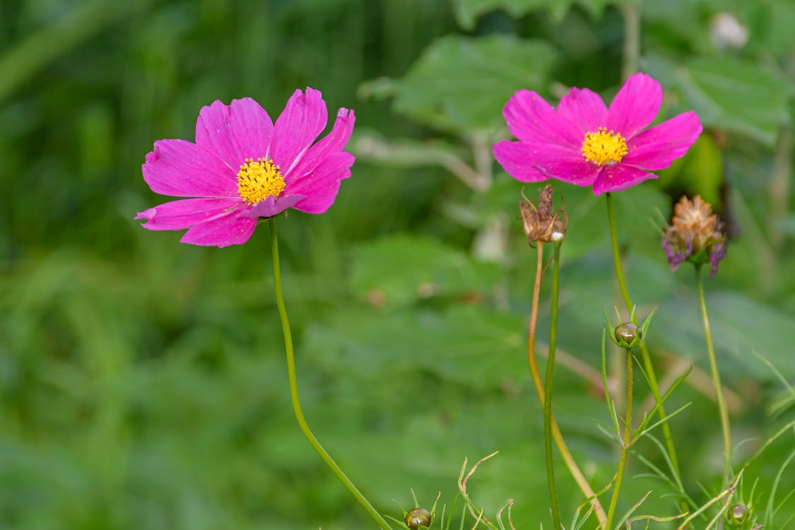 Close-up Photo of Blooming Garden Cosmos 