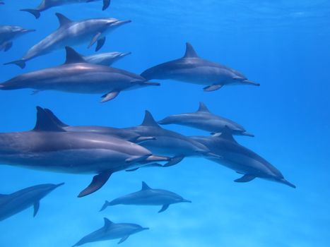 A pod of dolphins gracefully swimming in the clear blue waters of Egypt, showcasing marine life.
