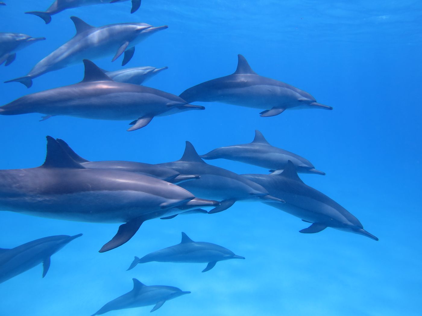 Pod of dolphins swimming in blue water