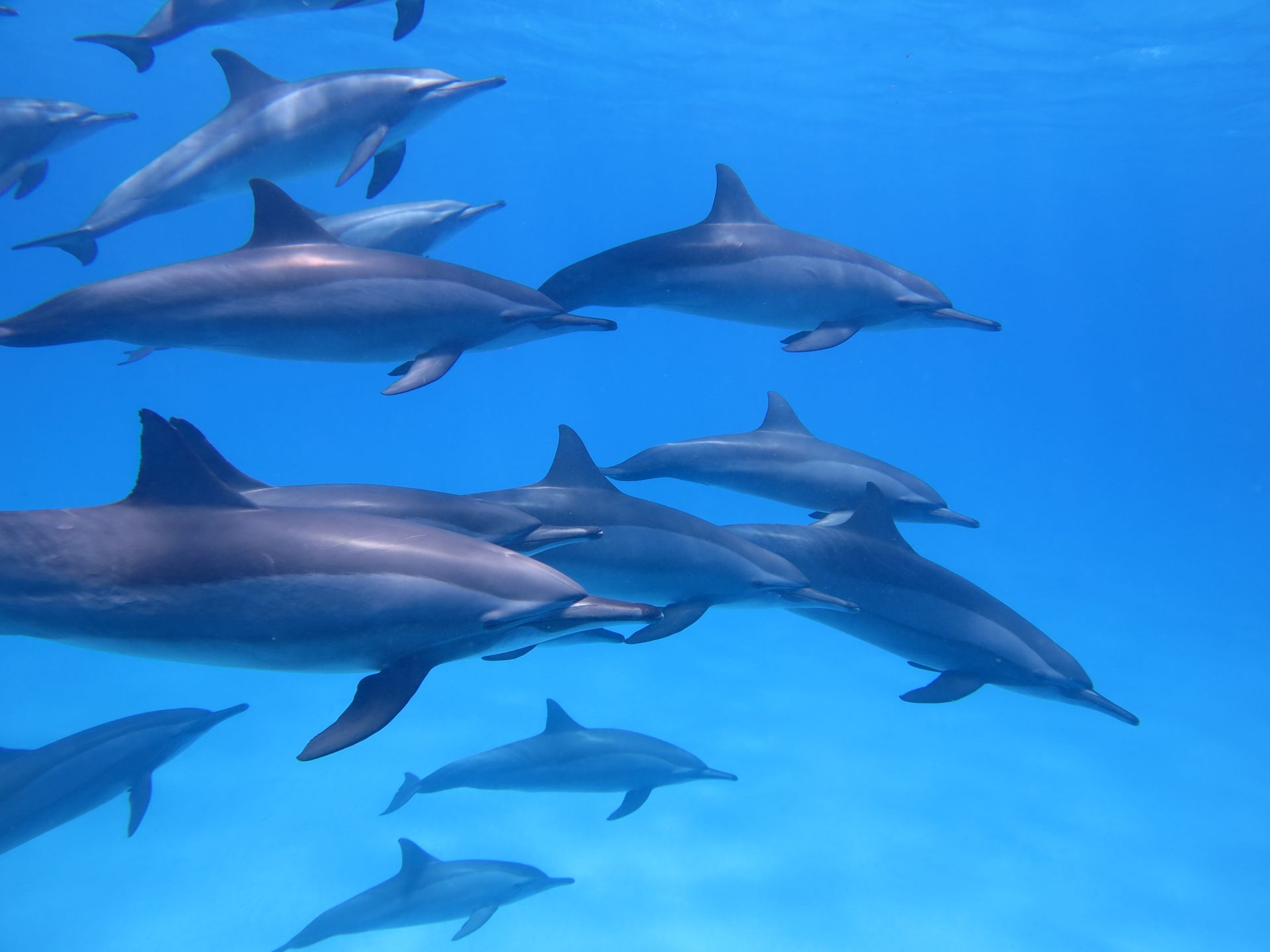 Pod of dolphins swimming in clear Red Sea water