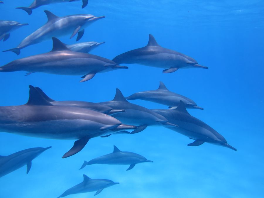 Dolphins swimming in the Red Sea