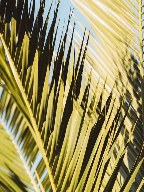 Free A detailed view of palm leaves with sharp shadows under bright sunlight. Stock Photo