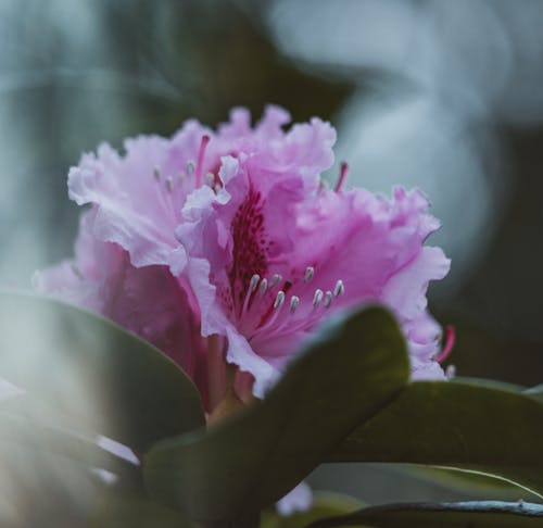 Kostnadsfri bild av azalea, blommor, blomning