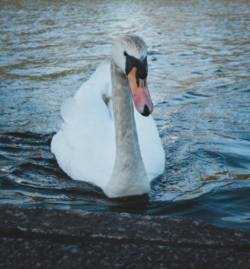 Free A White Swan on Body of Water Stock Photo