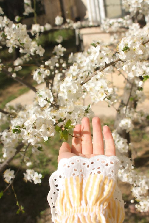 Gratis Immagine gratuita di fiori bianchi, fioritura, freschezza Foto a disposizione
