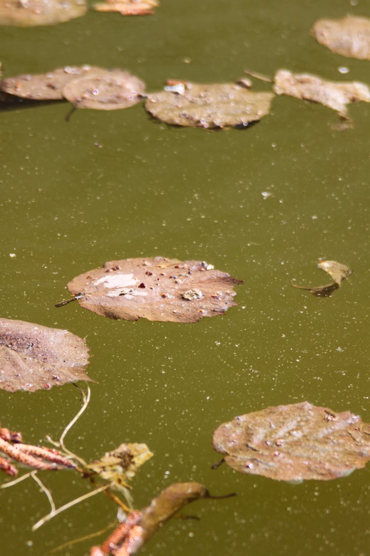 Brown Dried Leaves On Stagnant Water 