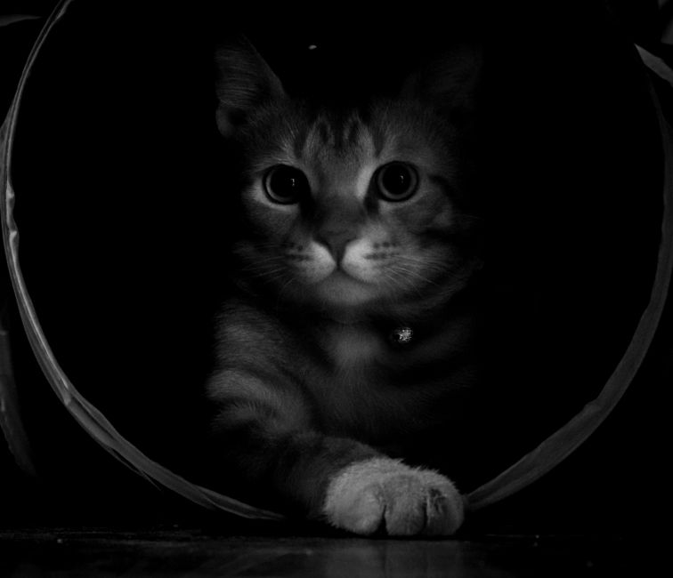 Mystical black and white cat portrait in a dark tunnel, showcasing feline grace.