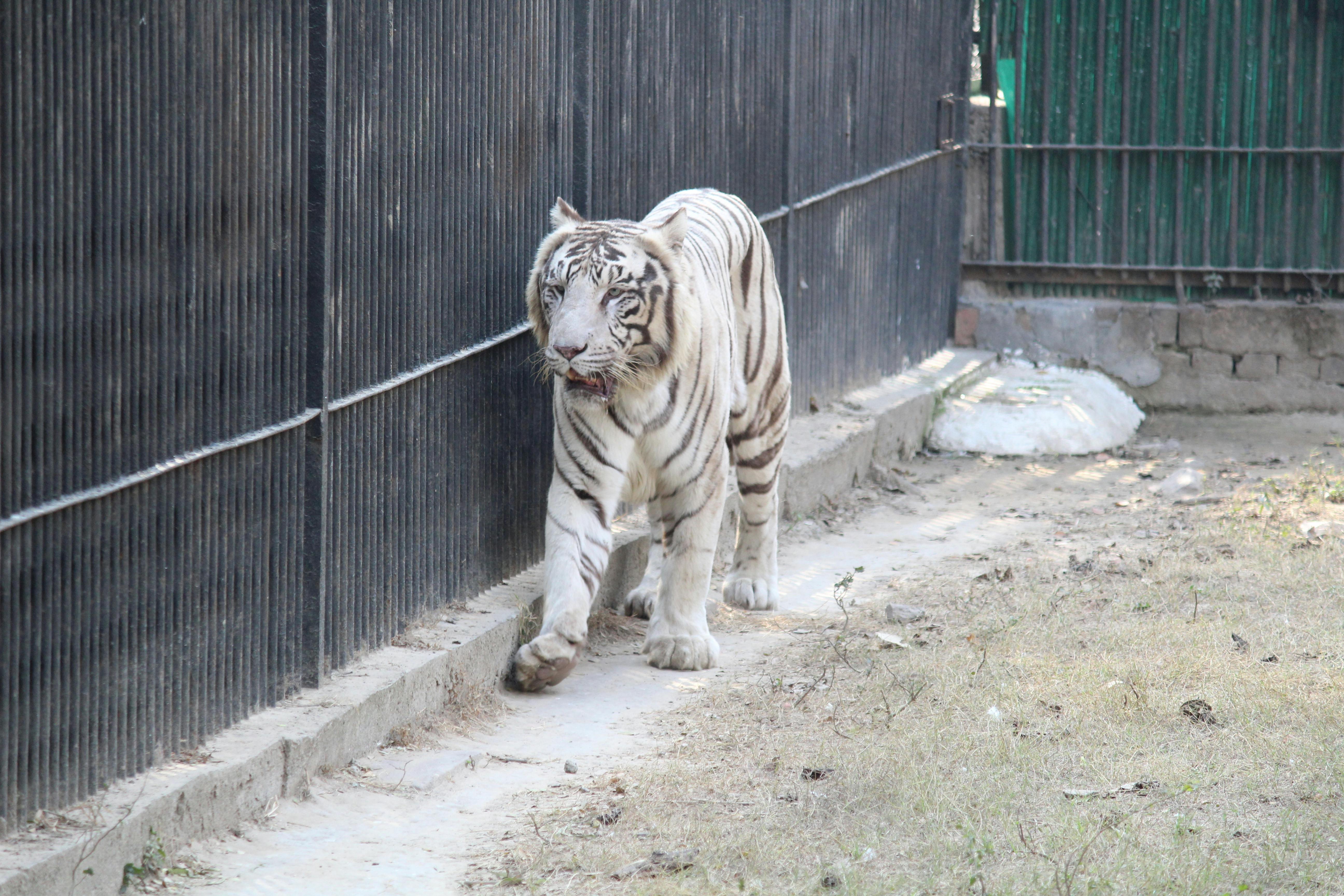 Free stock photo of animal park, animal photography, White Tiger