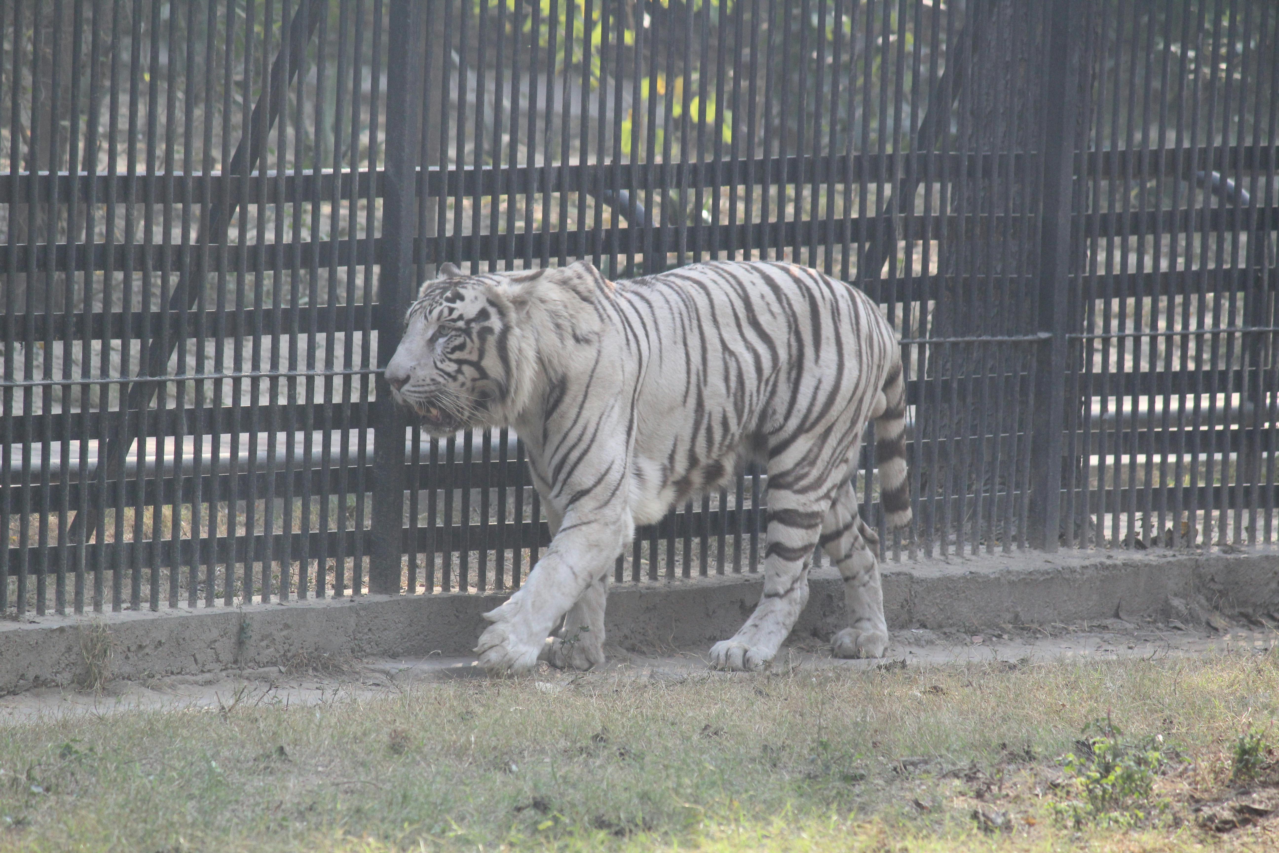 Free stock photo of animal park, animal photography, White Tiger