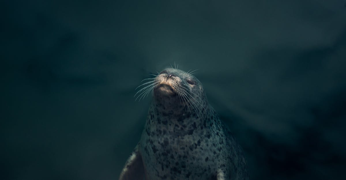 Hey google how do you say the animal seal in French