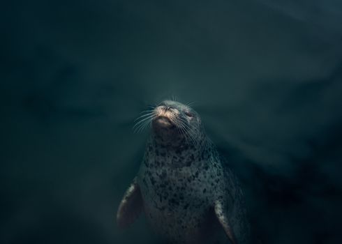 A tranquil harbor seal emerges in deep ocean waters, creating a serene marine scene.