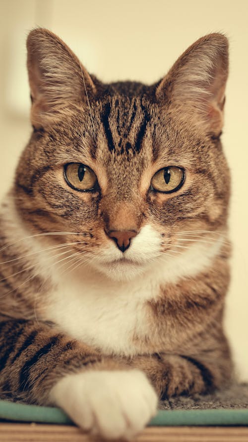 Ücretsiz çok sevimli, kedi bıyığı, kedigil içeren Ücretsiz stok fotoğraf Stok Fotoğraflar