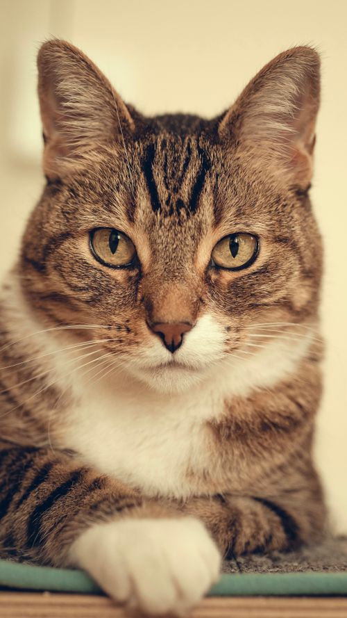 Free A cute tabby cat with striking eyes and whiskers, perfect for pet lover content. Stock Photo