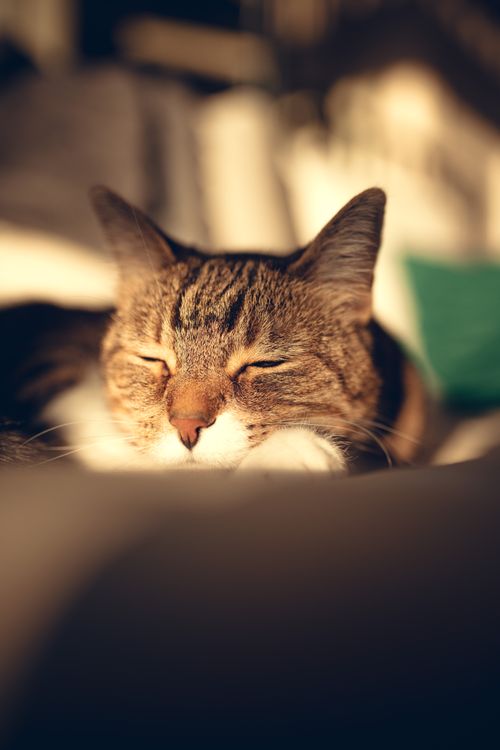 Free A serene tabby cat naps in warm sunlight, capturing a moment of tranquility. Stock Photo