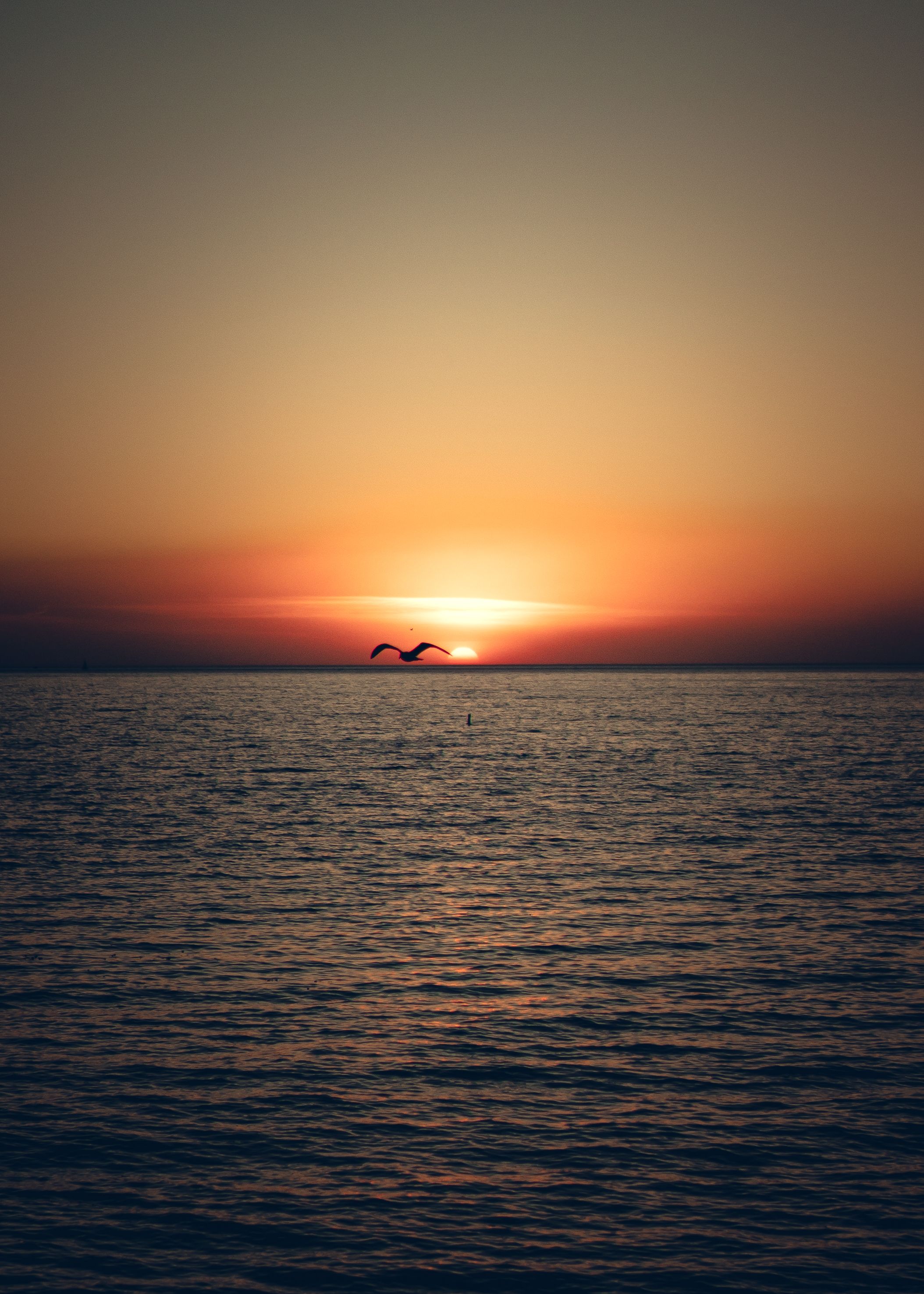Silhouette of a Bird over the Sea · Free Stock Photo