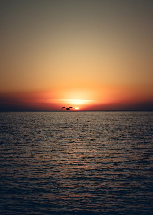 Silhouette of a Bird over the Sea