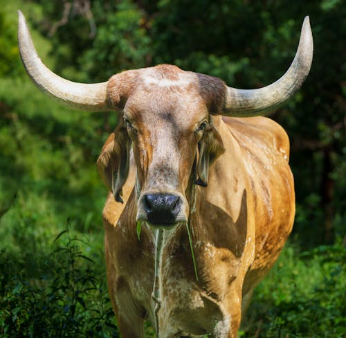 Imagine de stoc gratuită din a închide, animal de fermă, animale domestice