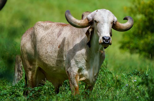Gyr Cattle on Grass Field