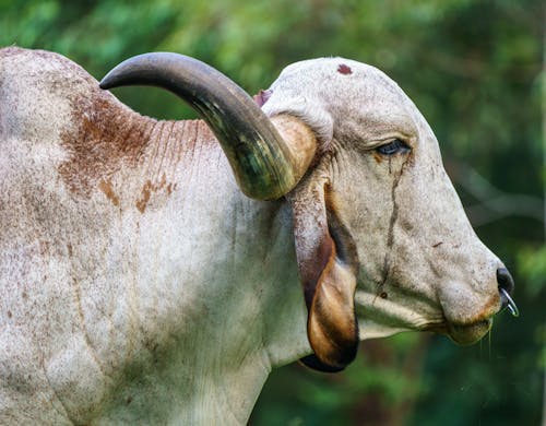 Ingyenes stockfotó állat, állatállomány, fajta témában