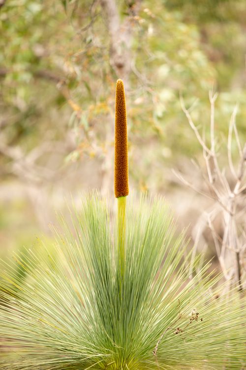 Free A detailed shot of a Xanthorrhoea plant's flowering spike in a natural setting. Stock Photo