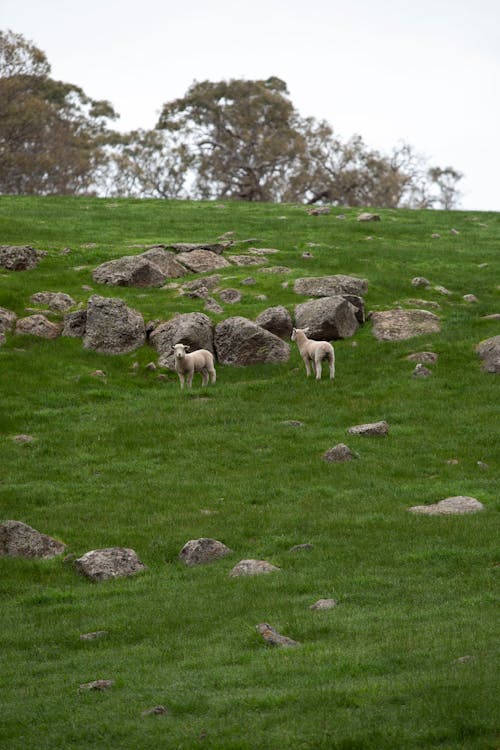 Free Sheep on Green Grass Field Stock Photo