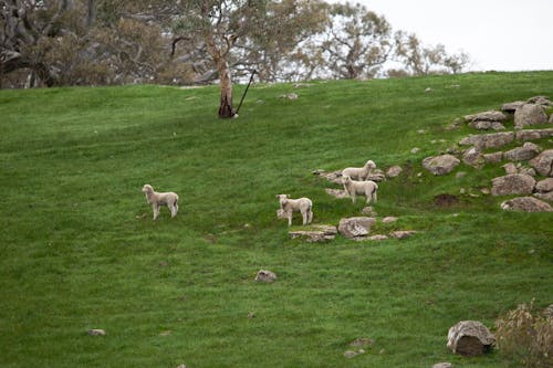 Herd of Sheep on Grass Field