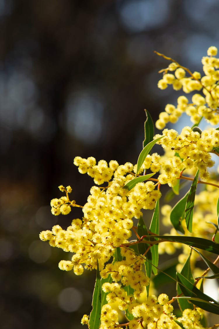 Close-up Photo Of Acacia Dealbata