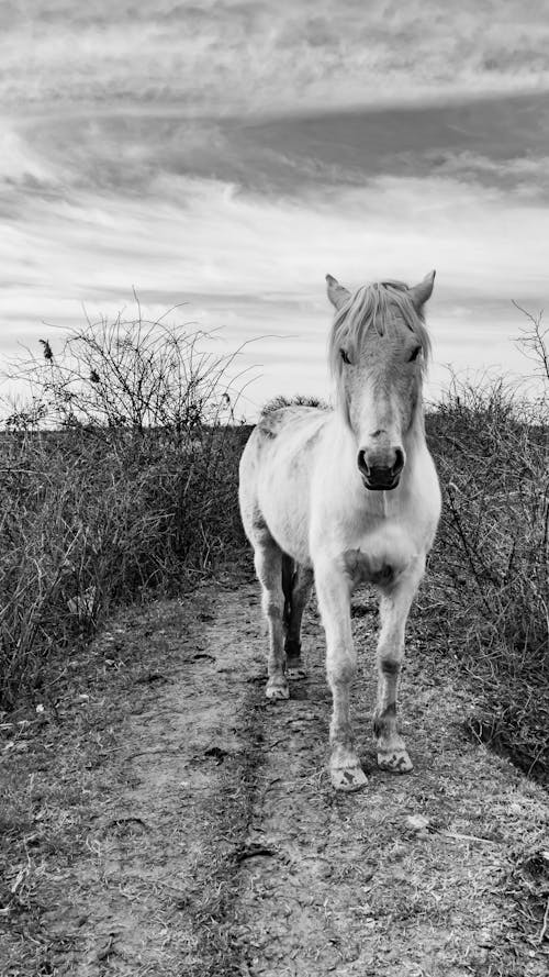 Grayscale Photo of Horse on Grass Field