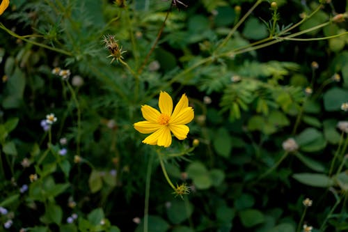 Close-up Photo of Yellow Sulfur Cosmos Flower 