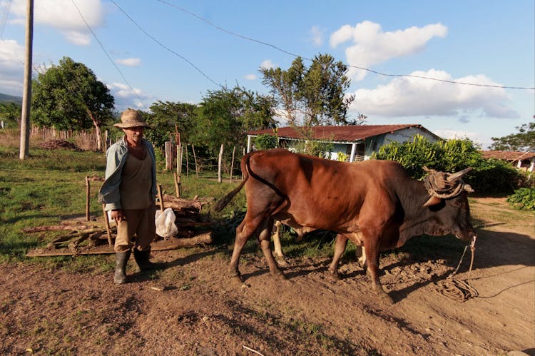 Elderly Farmer With A Cattle 