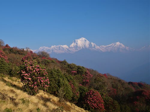 Kostnadsfri bild av annapurna baskamp, ghorepani poonhill, Himalaya