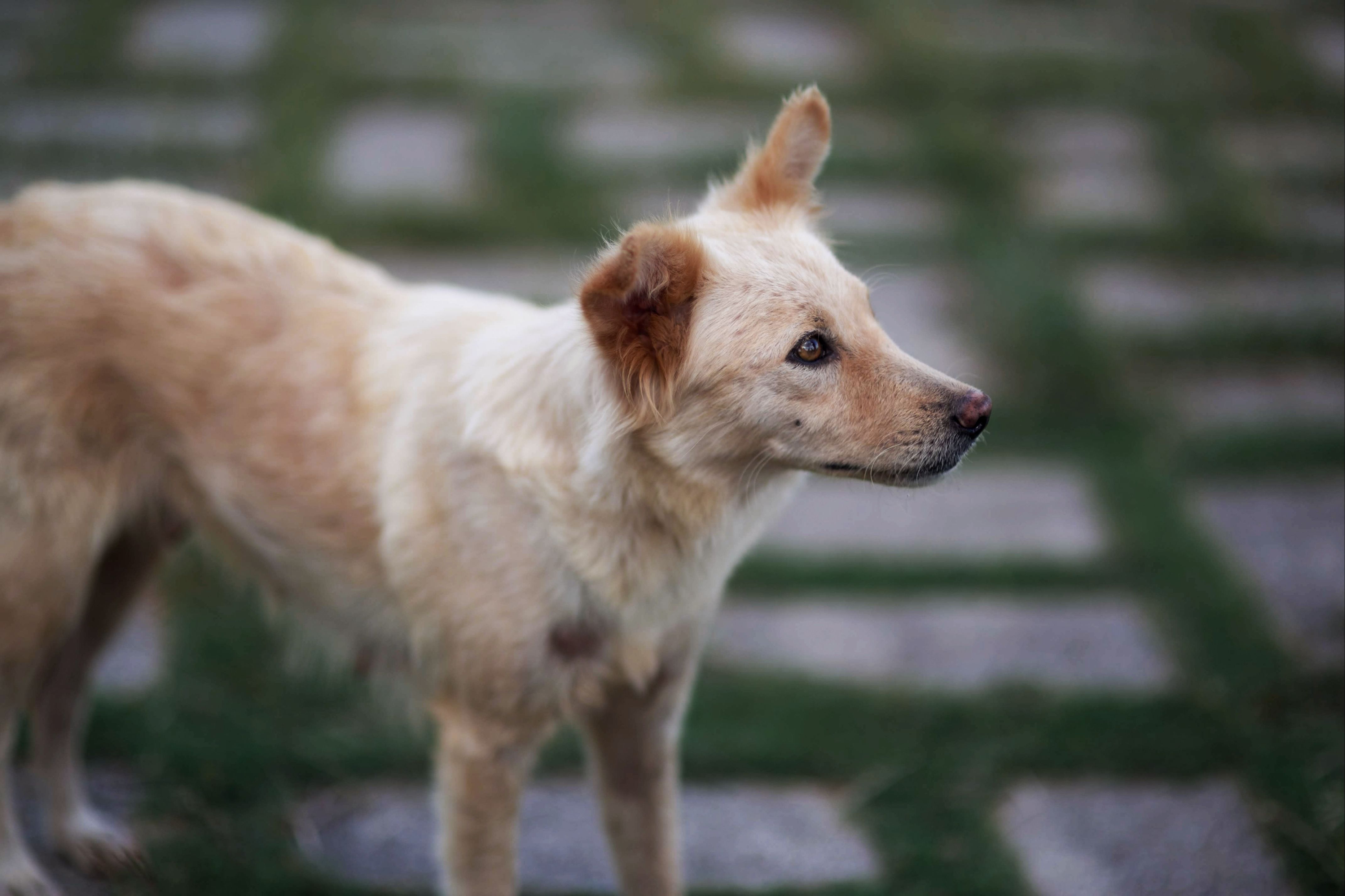 A dog undergoing diagnostic blood testing at a veterinary clinic