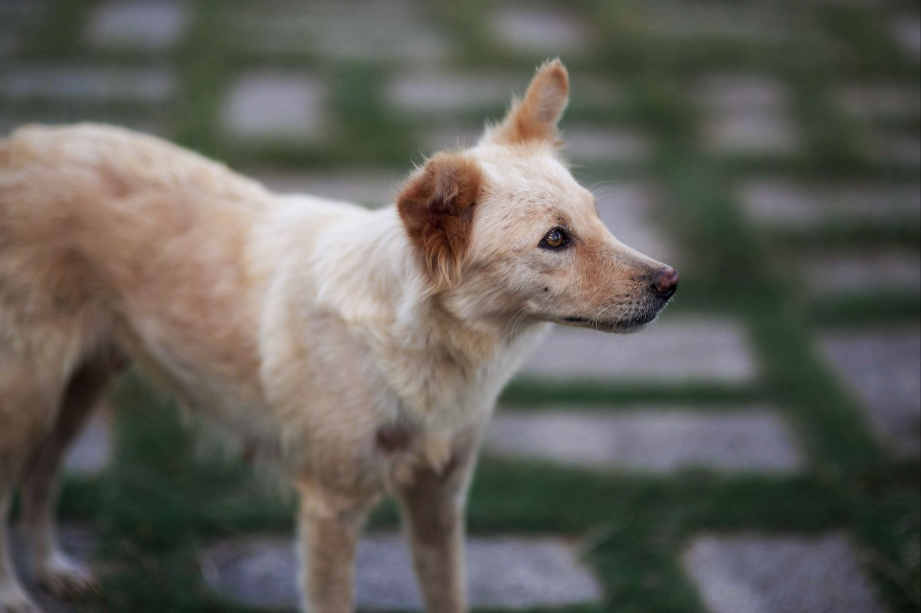 A dog undergoing diagnostic blood testing at a veterinary clinic