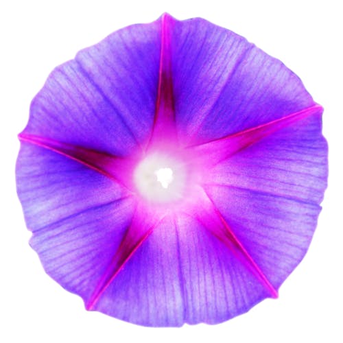 無料 紫とピンクのアサガオの花のクリップアート 写真素材