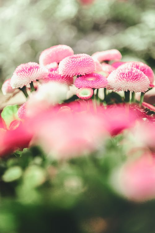 Kostenloses Stock Foto zu blumen, blütenblätter, flora