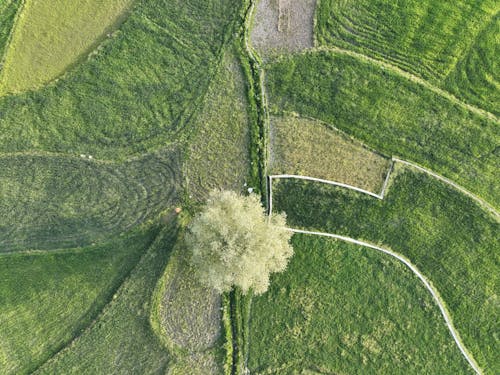 Gratis stockfoto met boerderij, boom, dronefoto