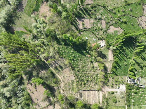 Aerial Footage of Trees and Cropland