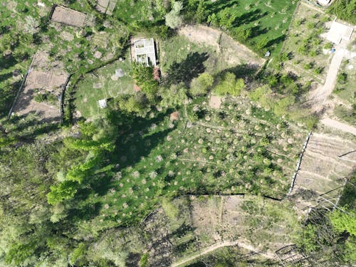 Aerial View of Green Trees and Grass Field