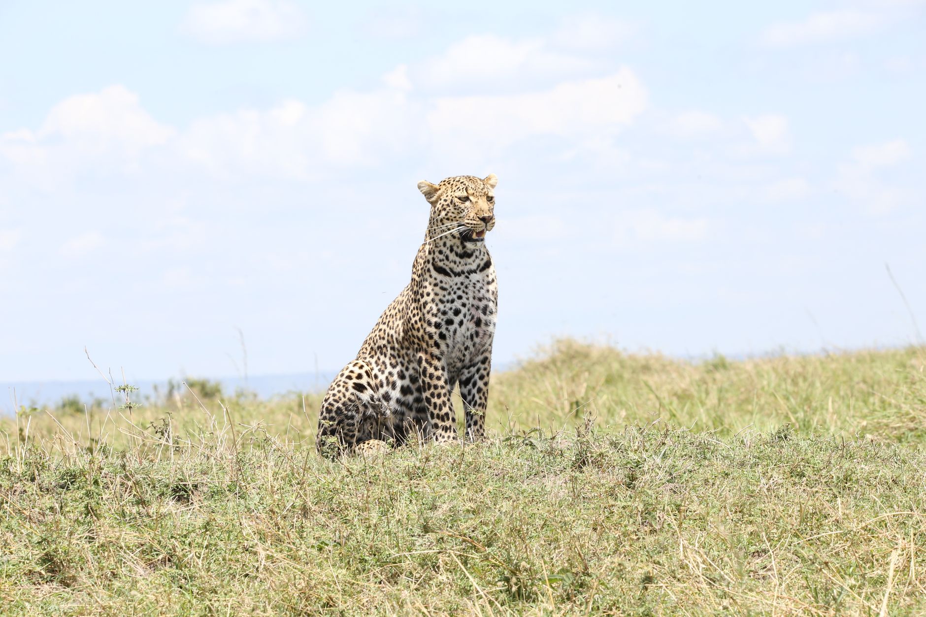 A stunning leopard sits in the grasslands of Masai Mara, Kenya, showcasing its wild beauty.