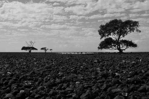 Grayscale Photo of Trees on a Rocky Field 