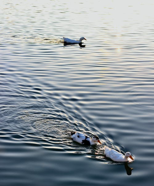 Ducks on Body of Water